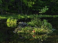 Wysepka, Trawa, Las, Jezioro, Drzewa
