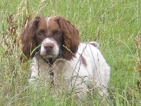 trawa, wysoka, Springer spaniel angielski