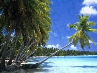 Palmy, Wyspa, Ocean