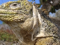 Wyspach, Iguana, Na, Galapagos