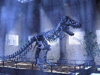 Szkielet, Wystawa, Dinozaura
