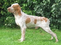 Wyżeł włoski krótkowłosy, Bracco italiano