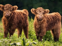 Dwie, Krówki, Młode, Highland cattle, Szkocka rasa wyżynna