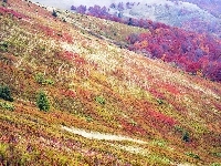 Wzgórza, Kolorowe, Pola, Jesień