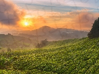 Mgła, Plantacja herbaty, Wzgórza, Drzewa, Chmury, Stan Pahang, Malezja, Wschód słońca, Cameron Highlands