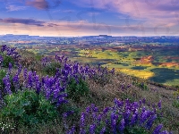 Trawa, Pola, Palouse, Łubin, Kwiaty, Dolina, Stany Zjednoczone, Łąki, Wschód słońca, Park stanowy Steptoe Butte, Waszyngton, Wzgórza
