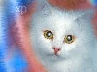 XP, Kot
