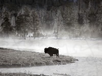 Yellowstone National Park, Bizon, Wyoming