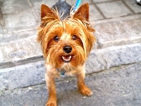 mordka, Yorkshire Terrier