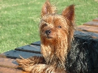 Yorkshire Terrier, Piesek, Deski