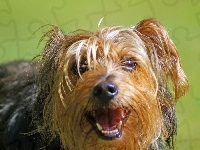 Piesek, Yorkshire Terrier