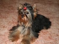 Yorkshire Terrier, słodki, spinka