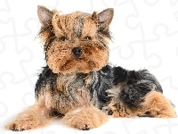 Yorkshire, Terrier