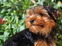 Yorkshire terrier