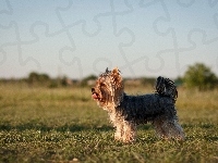 Yorkshire Terrier