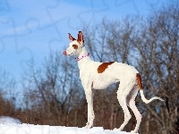 Podenco z Ibizy