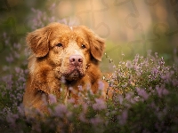 Mordka, Pies, Retriever z Nowej Szkocji, Wrzos
