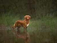 Woda, Pies, Retriever z Nowej Szkocji, Zarośla