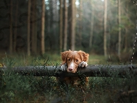 Las, Toller, Retriever z Nowej Szkocji