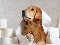 Zabawa, Golden retriever, Papier