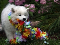 Samojed, Zabawa, Szczeniaczek, Ogród, Kwiaty