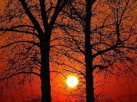 Zachód, Drzewa, Czerwony, Słońca