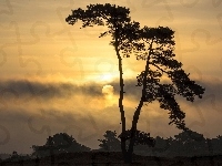 Zachód Słońca, Drzewo, Chmury