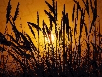 łąka, Zachód Słońca