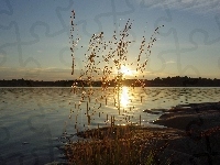 Zachód słońca, Jezioro, Las, Roślinność