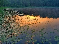Las, Zachód, Odbicie, Liście, Jezioro, Trawy, Słońca