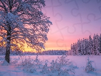 Zima, Krzewy, Drzewa, Zachód słońca, Ośnieżone