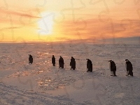 Pingwin, Zachód Słońca
