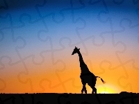 Słońca, Zachód, Żyrafa