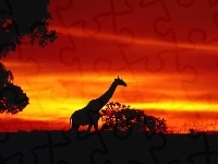 Słońca, Zachód, Żyrafa