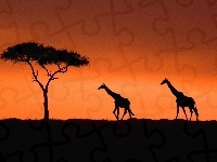 Słońca, Zachód, Żyrafy