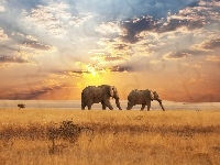 Zachód, Afryka, Słonie, Słońca