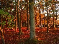 Las, Zachodzące słońce
