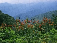 Góry, Zalesione, Kwiatki