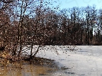 Jezioro, Zamarznięte, Drzewa