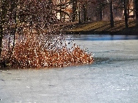 Jezioro, Zamarznięte, Trzcina