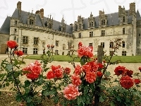 Zamek, Ogród, Róże, Amboise. Francja