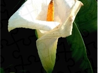 Zantedeschia