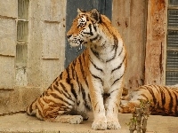 Tygrys, Zapatrzony, Bengalski