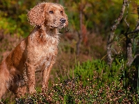 Working cocker spaniel, Zapatrzony, Pies, Wrzosy