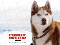 zaprzęg, Eight Below, pies