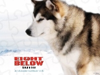 zaprzęgowy, Eight Below, pies, zima