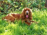 Zarośla, Pies, Język, Cocker spaniel