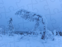 Zima, Zaśnieżone, Las, Zaspy, Drzewa