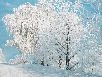 Zaspy, Las, Śnieg, Mróz