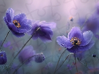 Kwiaty, Zawilce, Fioletowe, Grafika AI